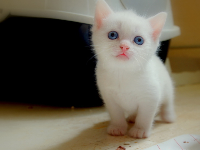 Белый котенок