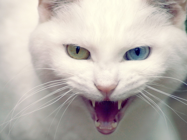 Белая хищница