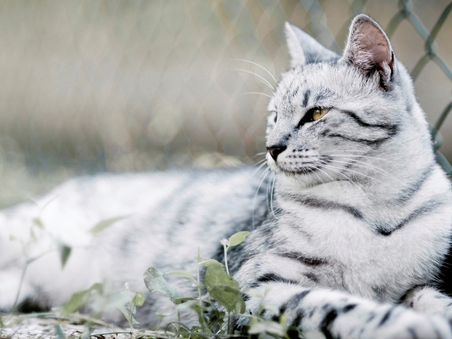 красивый Кот