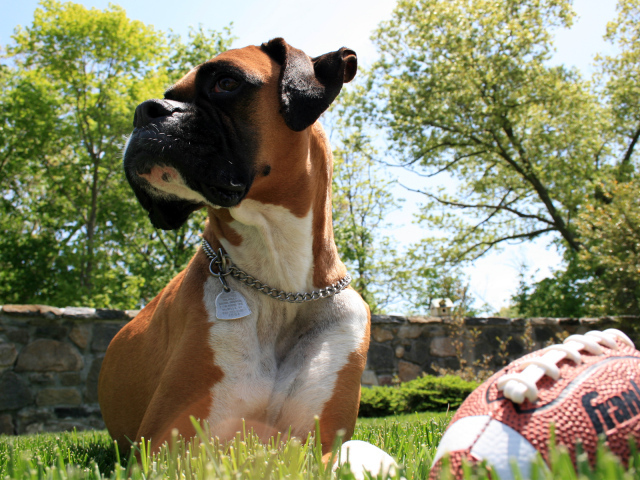 Боксер с мячом