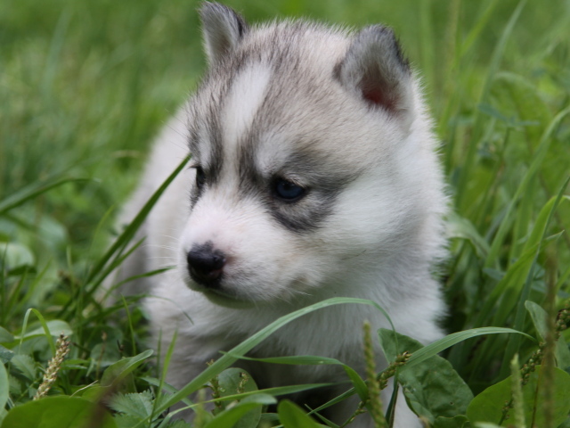 щенок в траве