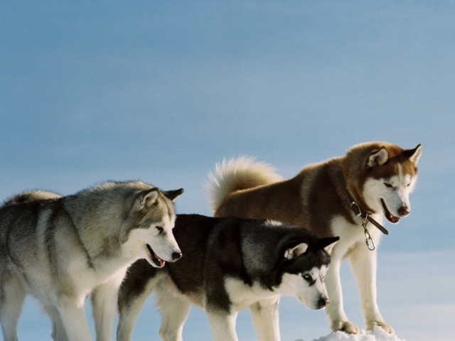 Сибирские хаски