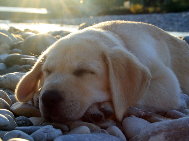 спящий Лабрадор