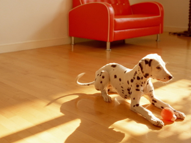 щенок Долматинца