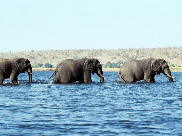 Слоны в воде