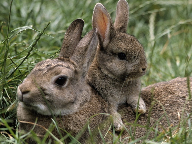 Зайчиха и малыш