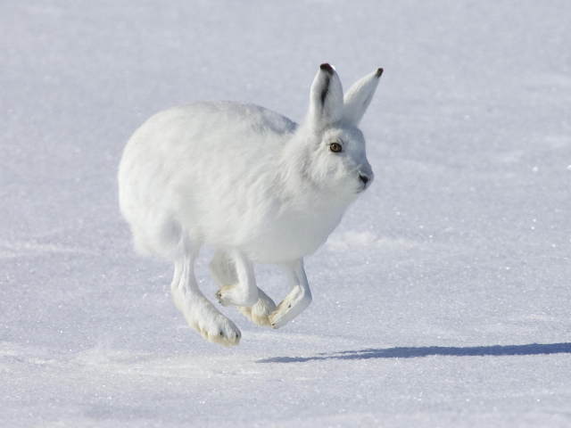 Заяц на снегу
