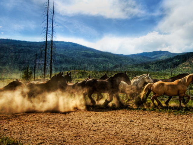 Табун лошадей