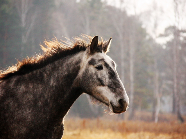 Лошадь на прогулке