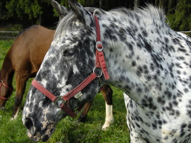 Пятнистая лошадь