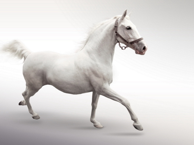 Белый конь