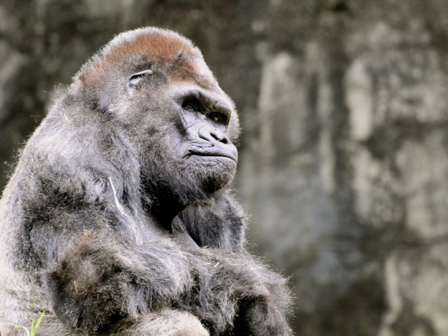 Одинокая горила
