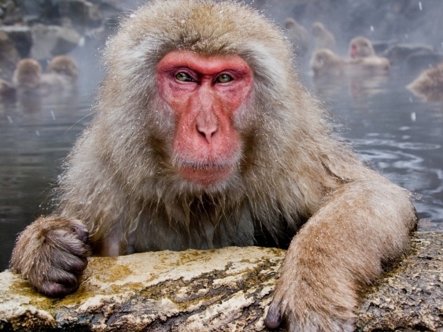 Обезьяны в гейзере