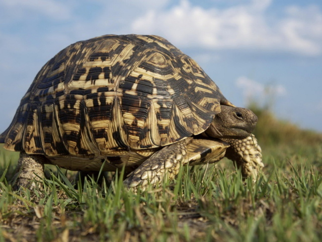 Большая черепаха