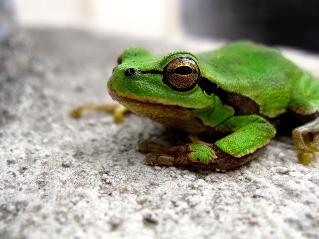 Зеленая лягушка