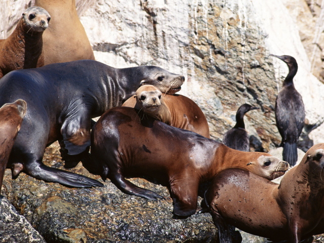 Морские котики