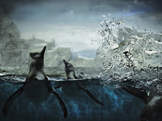 Пингвины в воде