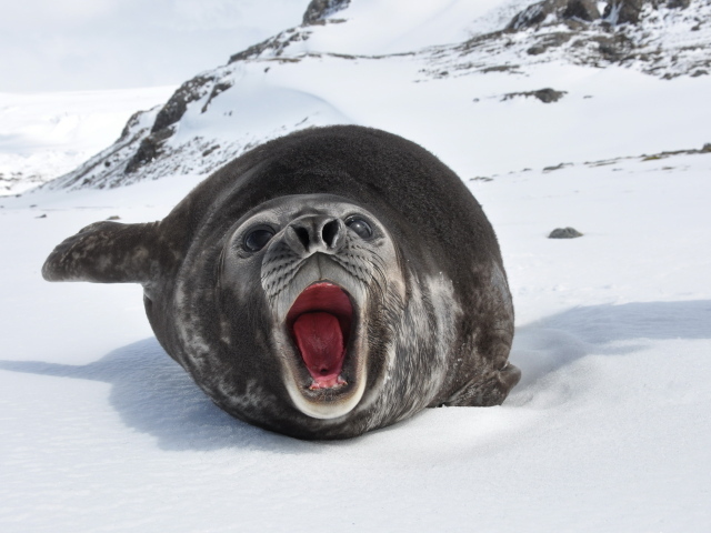 Морской слон