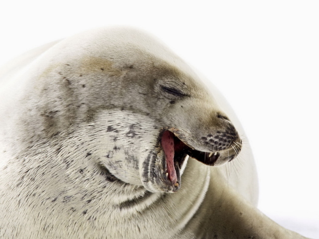 Морской котик