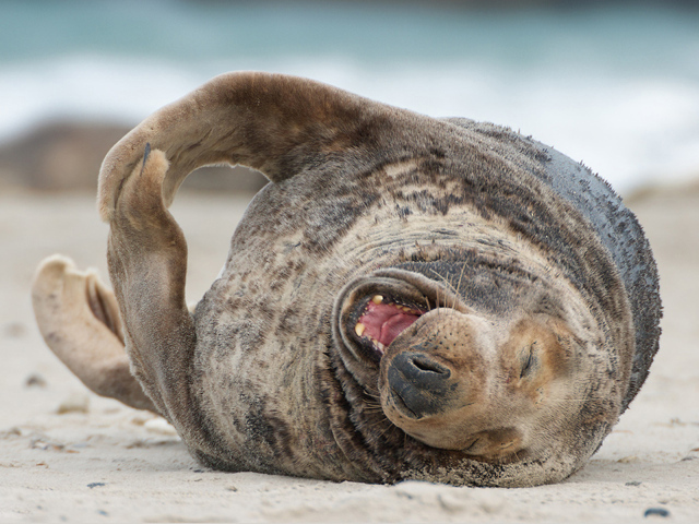 Тюлень на пляже