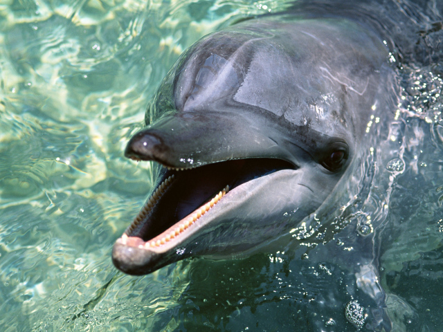 Зубастый дельфин