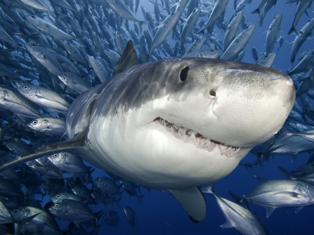 Белая Акула