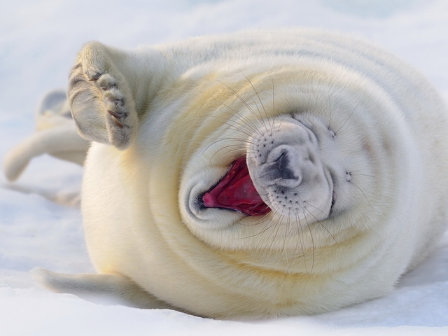 зевающий Морской котик