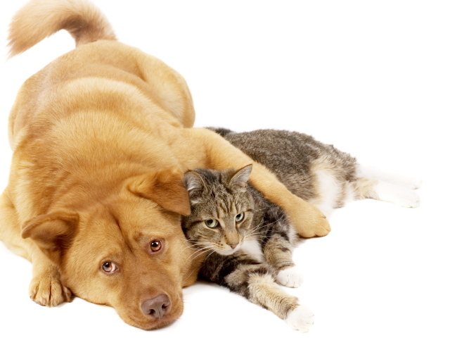 Пес и рыжий кот