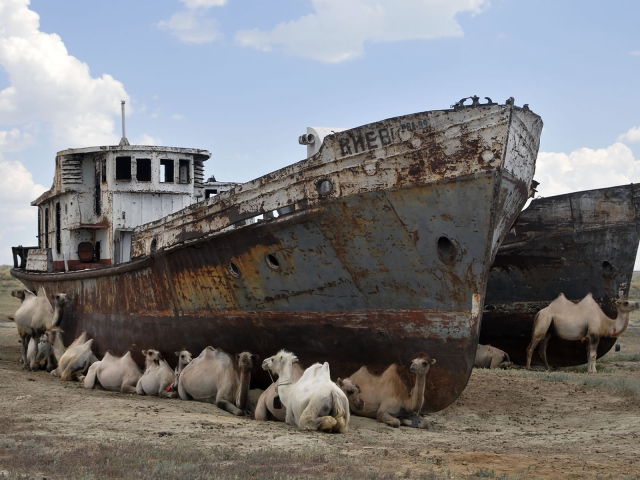 Верблюды на отдыхе