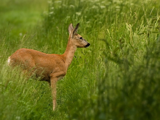 Олень в траве