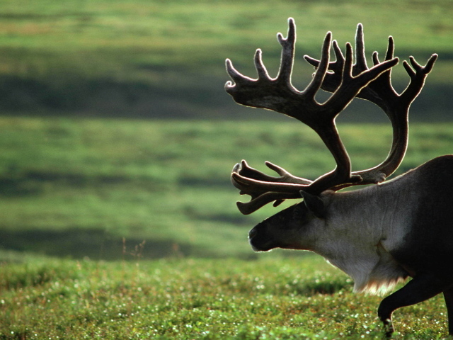 Старый олень