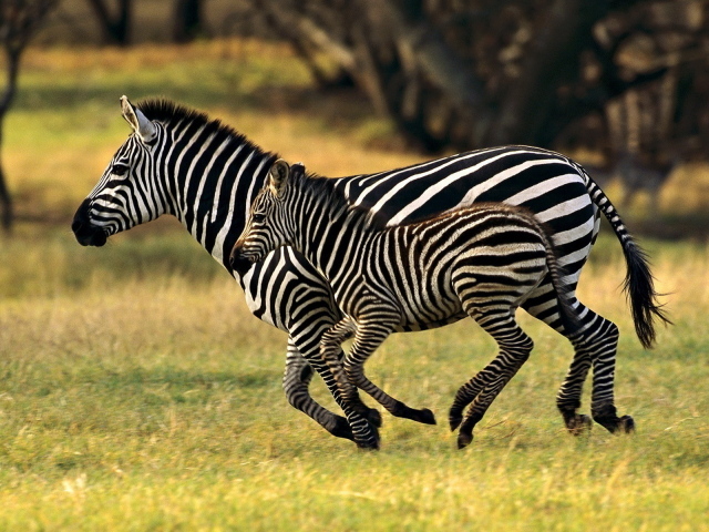 Бегущие зебры