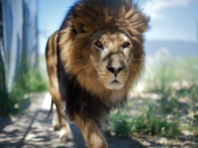 Взрослый лев