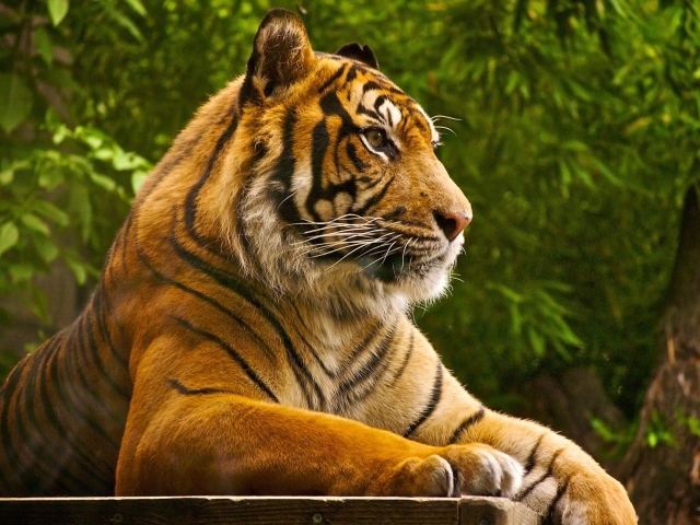 красивый Тигр