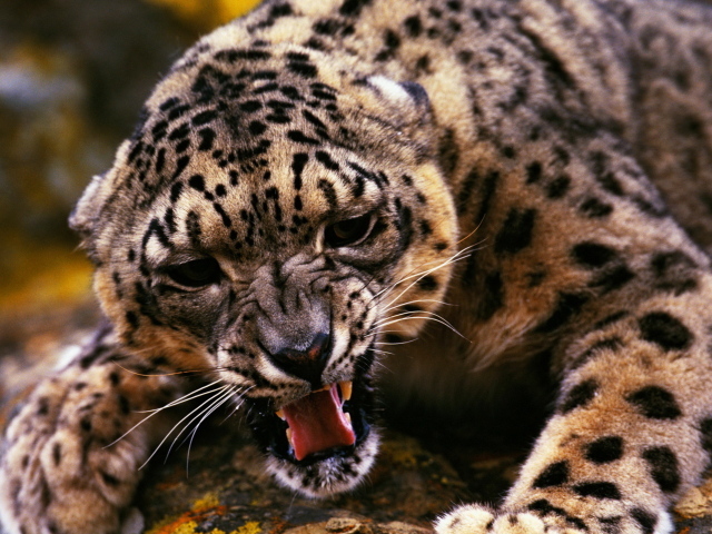 Оскалившийся гепард