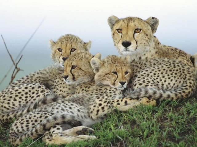 Гепард и малыши