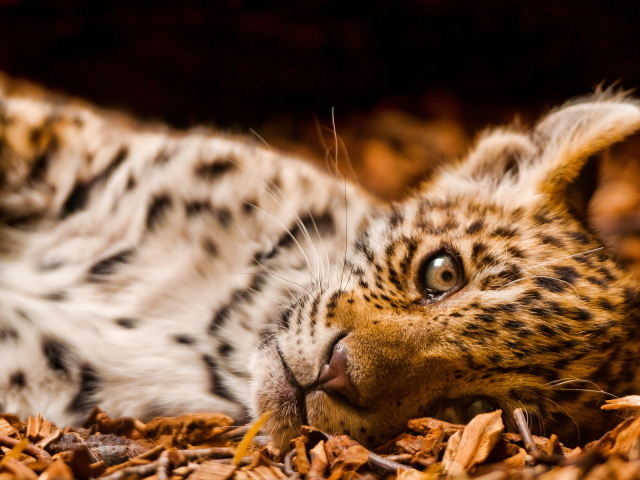 Маленький леопард