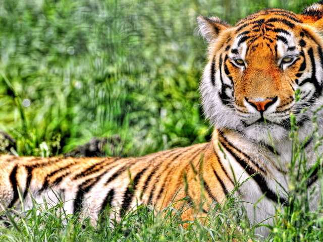 Отдыхающий тигр