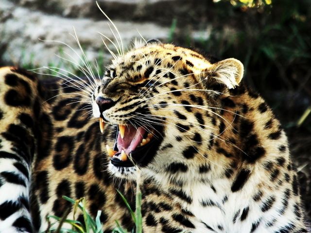 Рычащий леопард