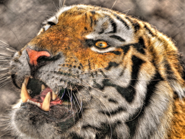 Оскалившийся тигр