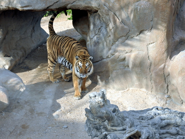 Тигр в вольере