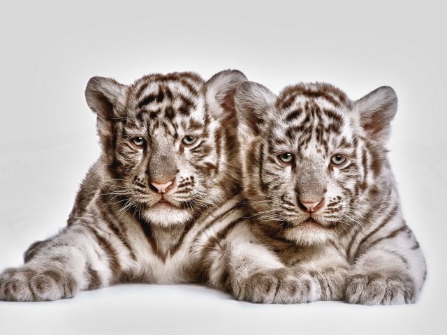 Два тигренка