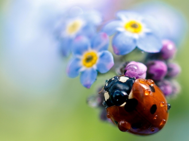 Божья коровка на цветах