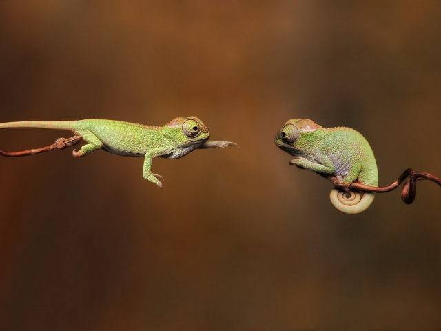Хамелеоны