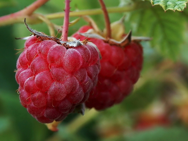 Малина на ветке