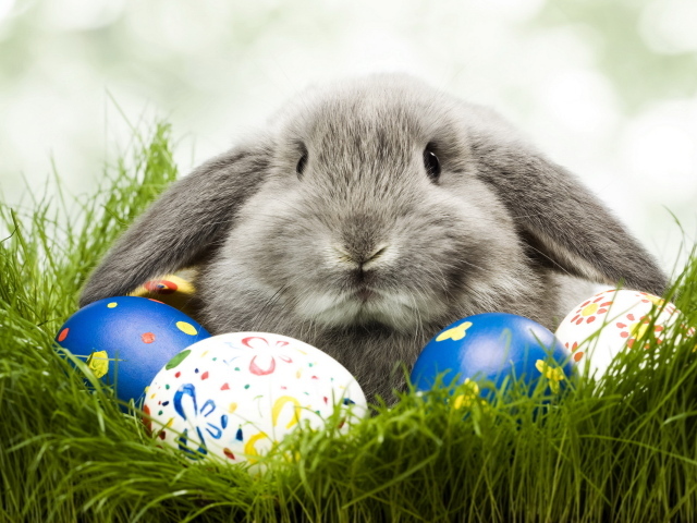 Кролик и яйца