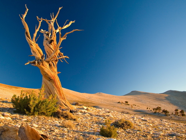 Сухое дерево в пустыне