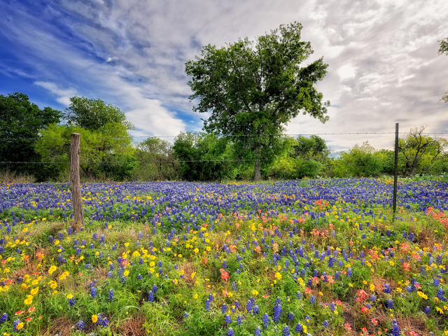 Поле люпинов