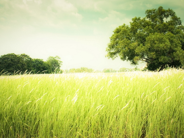 Зеленеющее поле