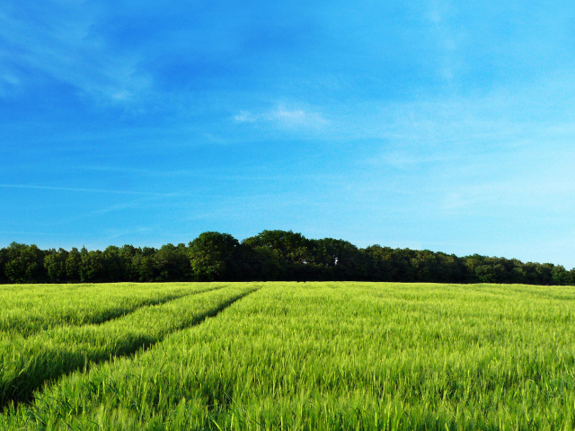 Рожь колосится